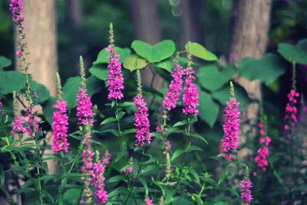 10 Woodland Shade Garden Ideas To Transform Your TreeFilled Yard