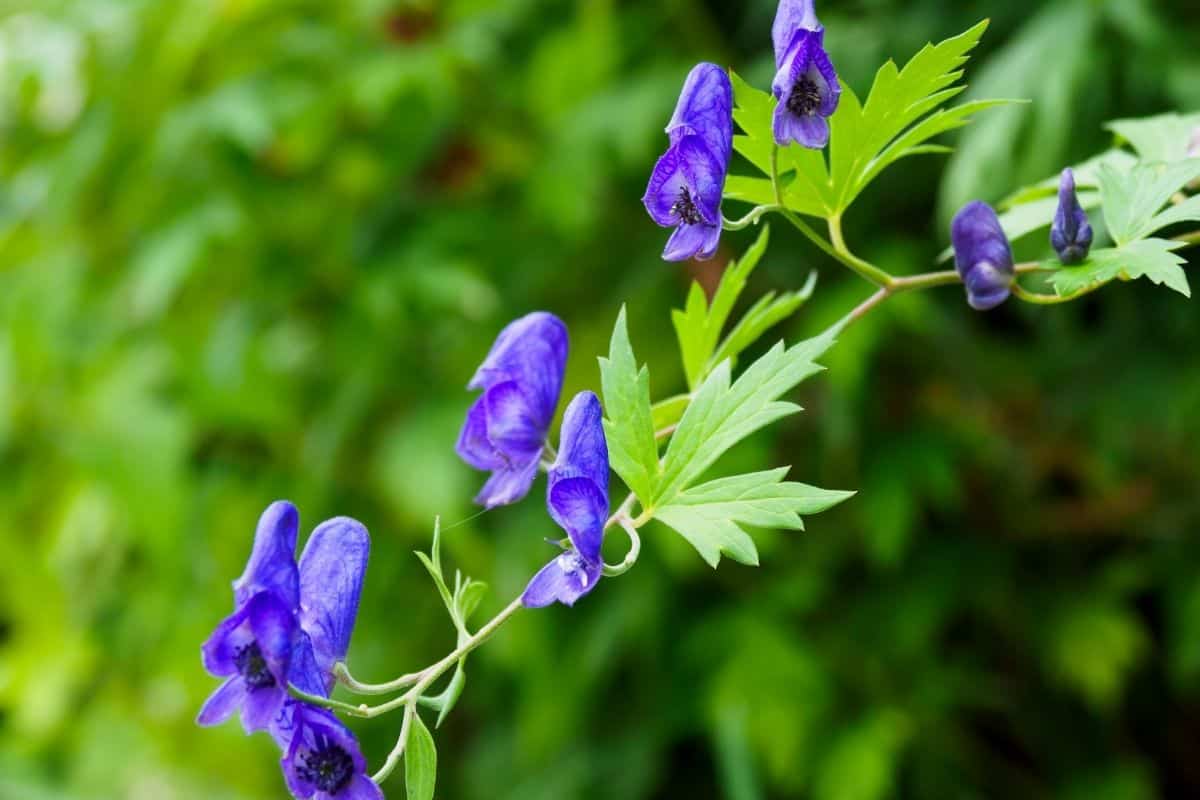 Aconitum columbianum