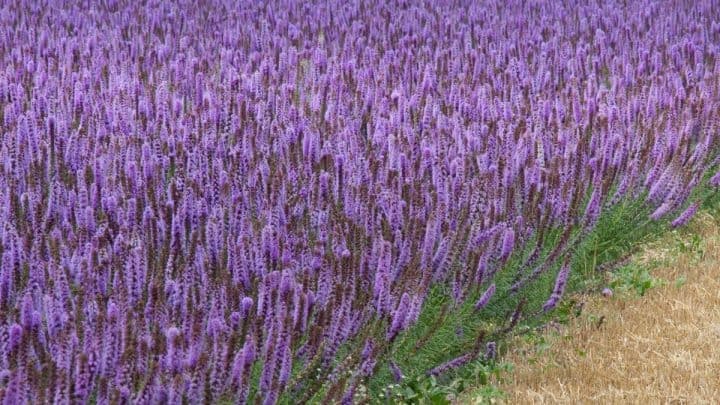 Wyoming Native Plants List: 21 Charming Wildflowers for Landscaping