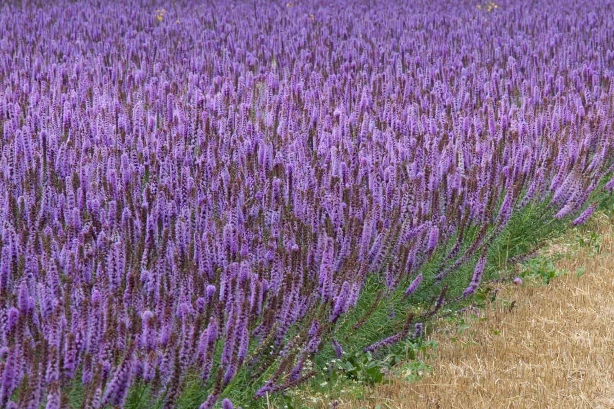 Agastache urticifolia