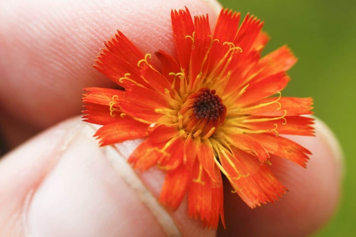 Agoseris aurantiaca