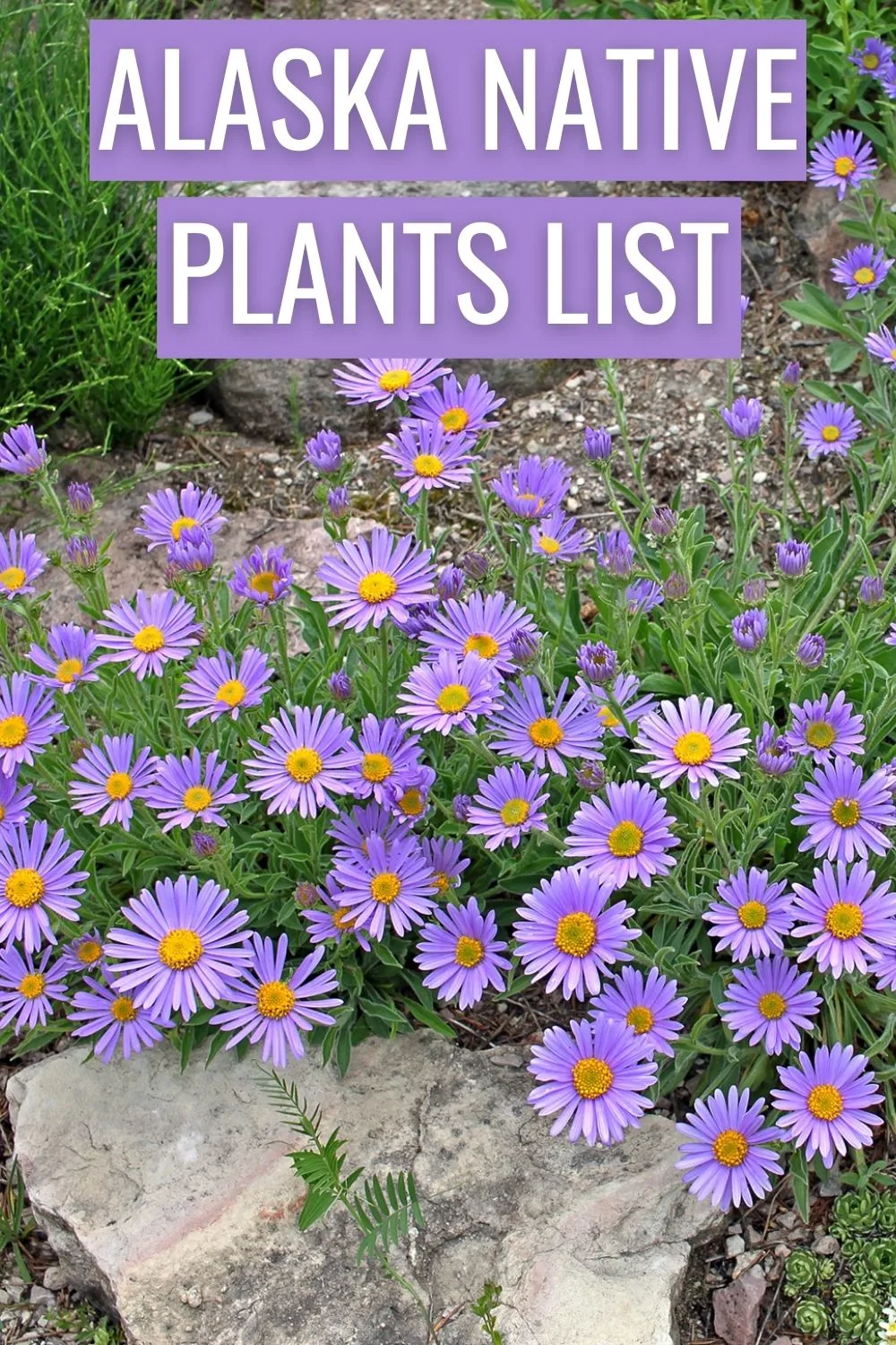 Alaska native plants list