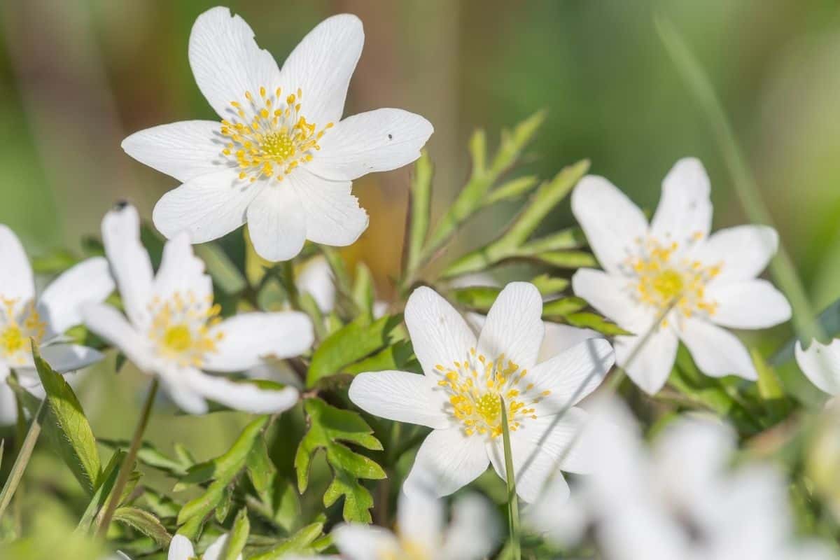 Anemone drummondii