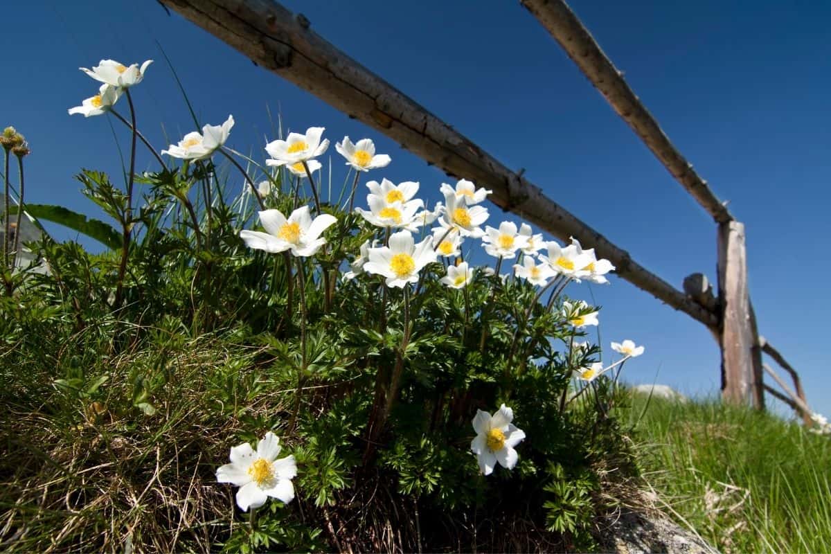 Anemone narcissiflora