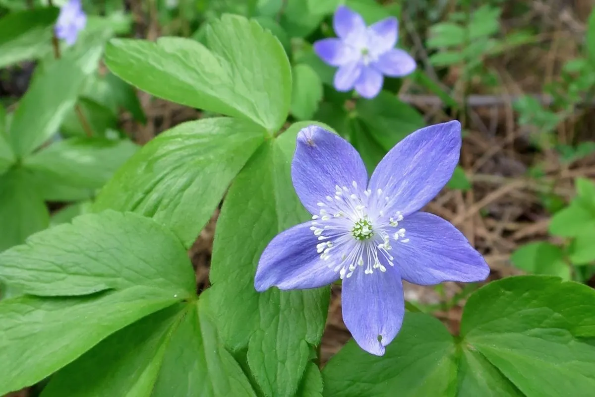 Anemone oregana