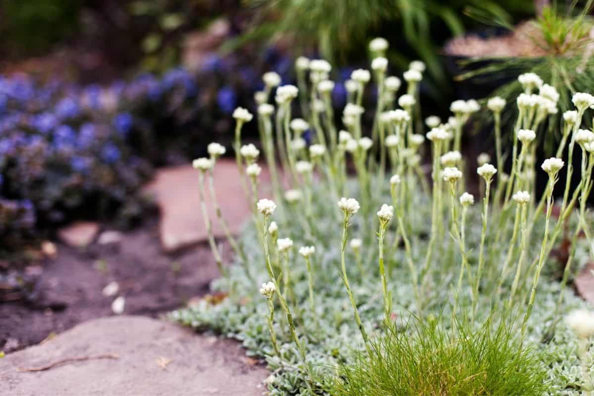 Antennaria anaphaloides