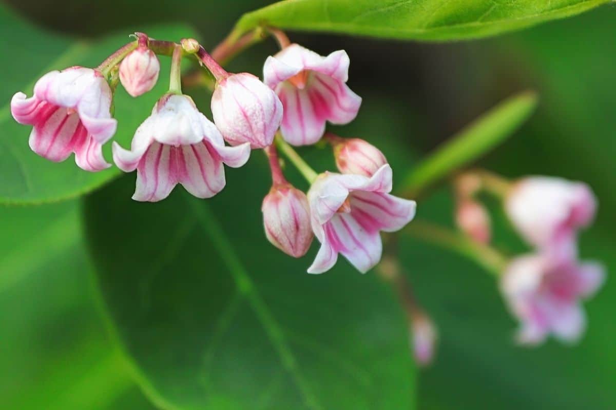 Apocynum androsaemifolium