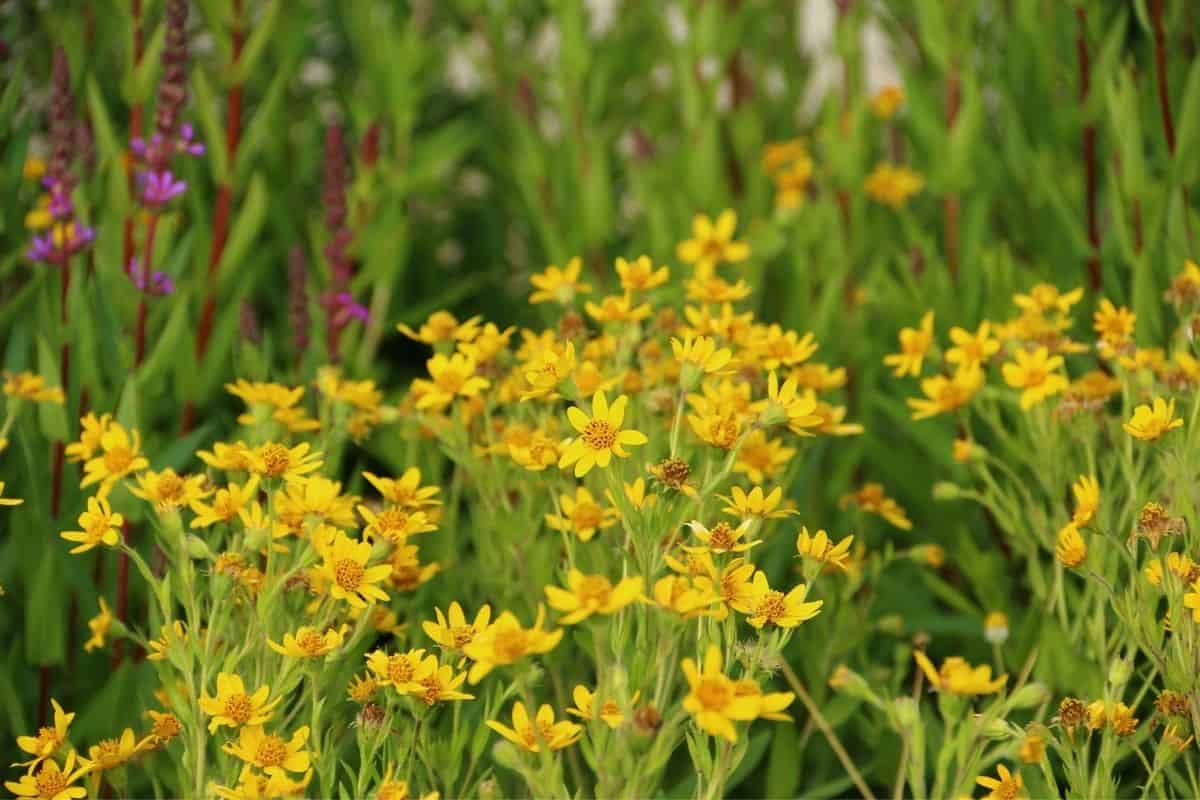 Arnica chamissonis