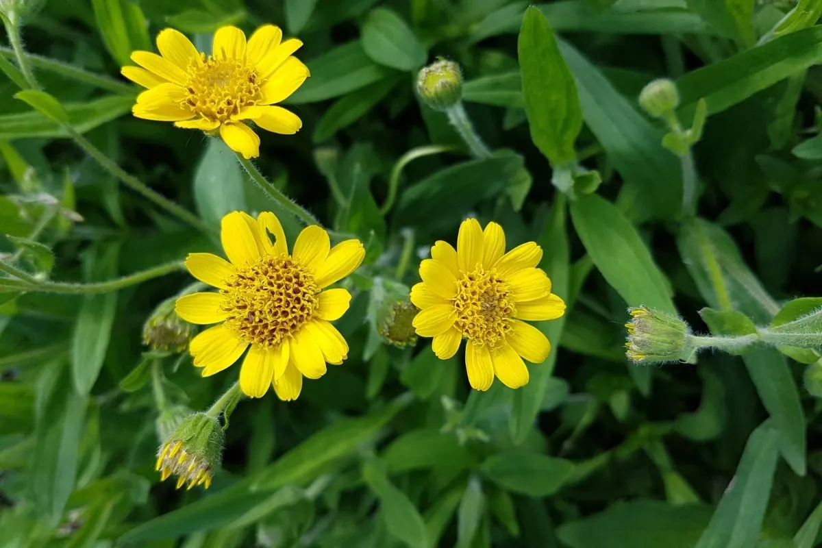 Arnica latifolia