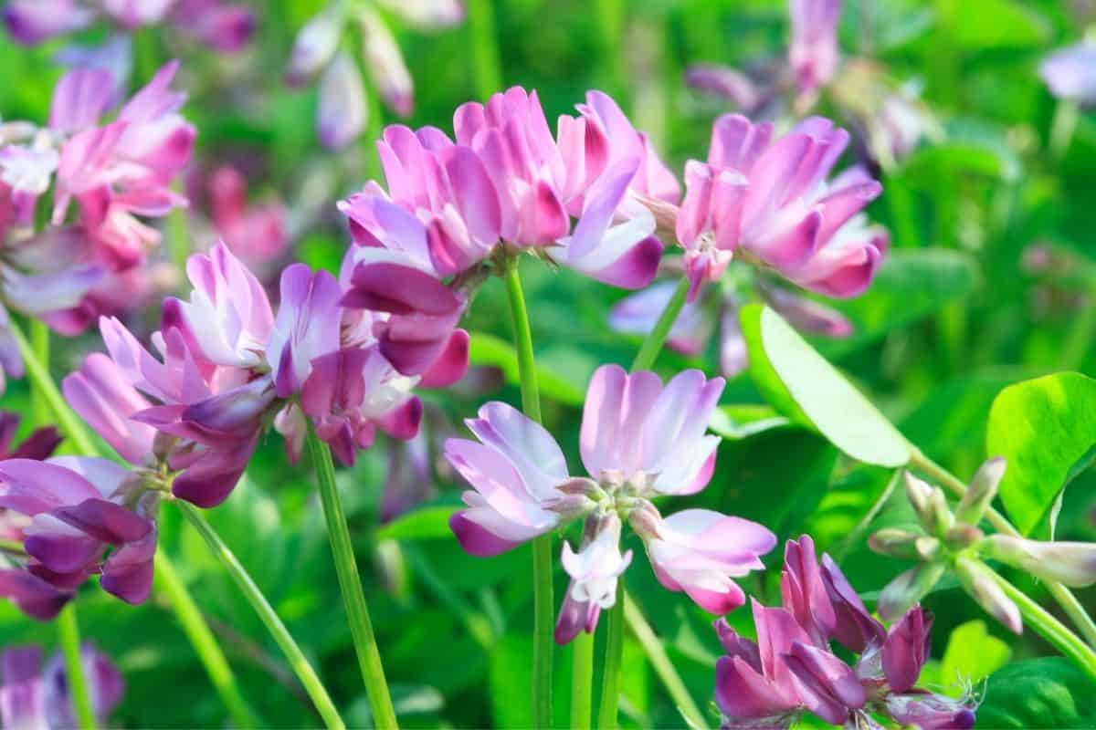 Astragalus flavus