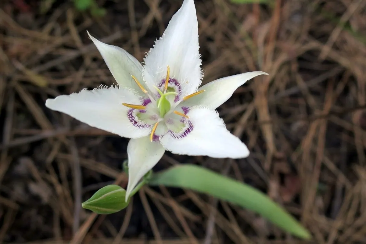 Calochortus lyallii