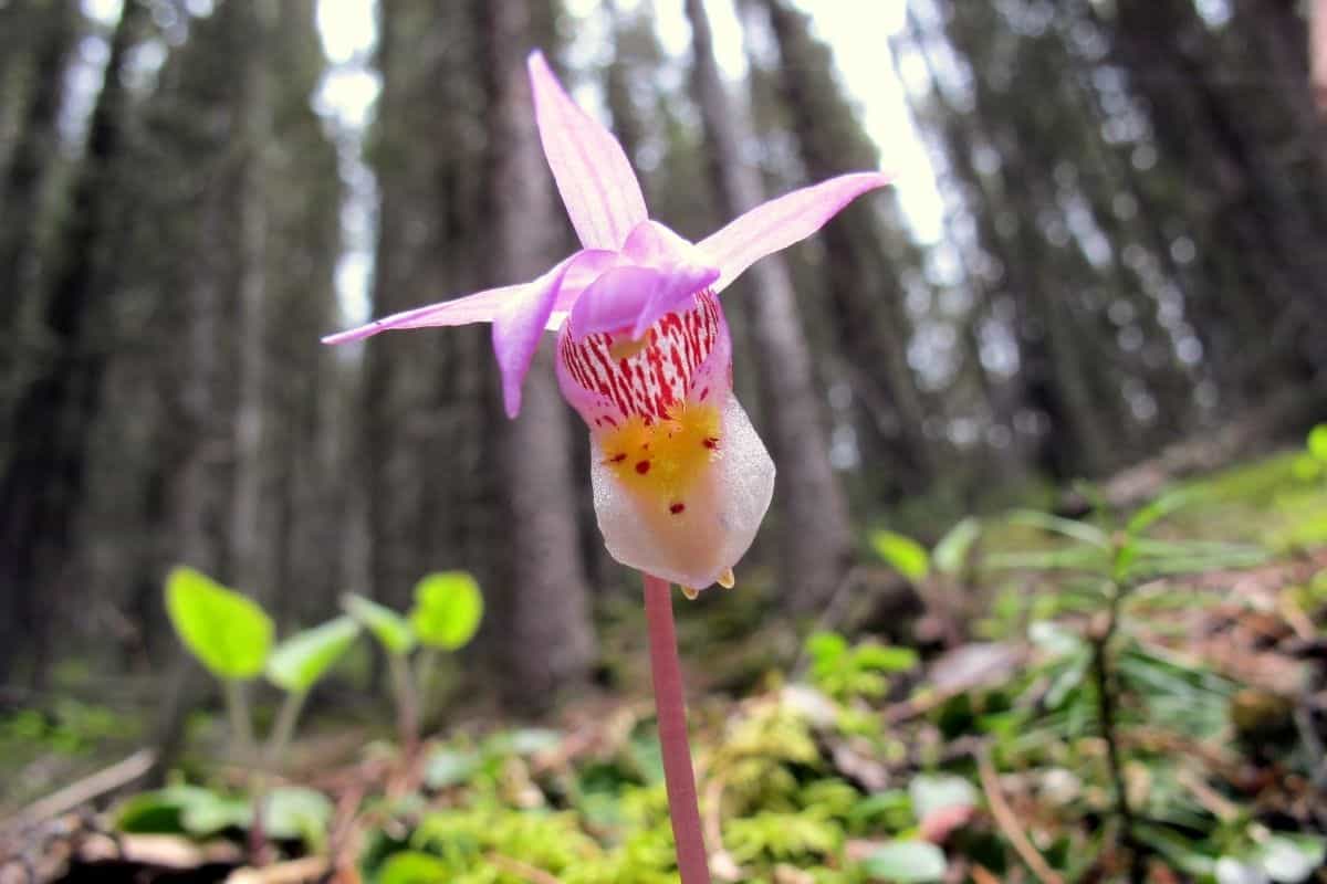 Calypso bulbosa