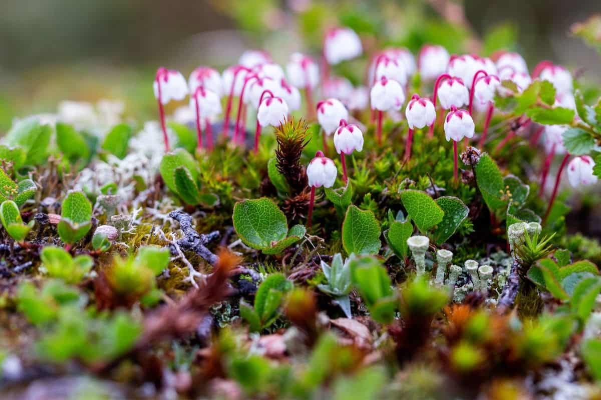 Cassiope mertensiana