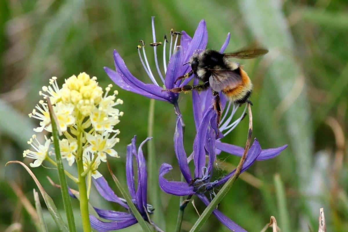 Elegant death camas