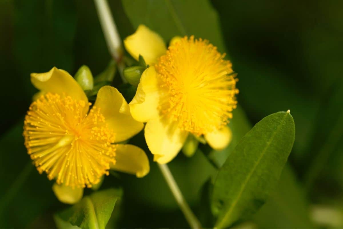 Hypericum prolificum