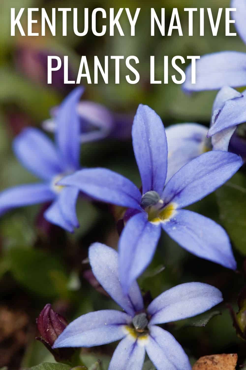 Kentucky native plants list