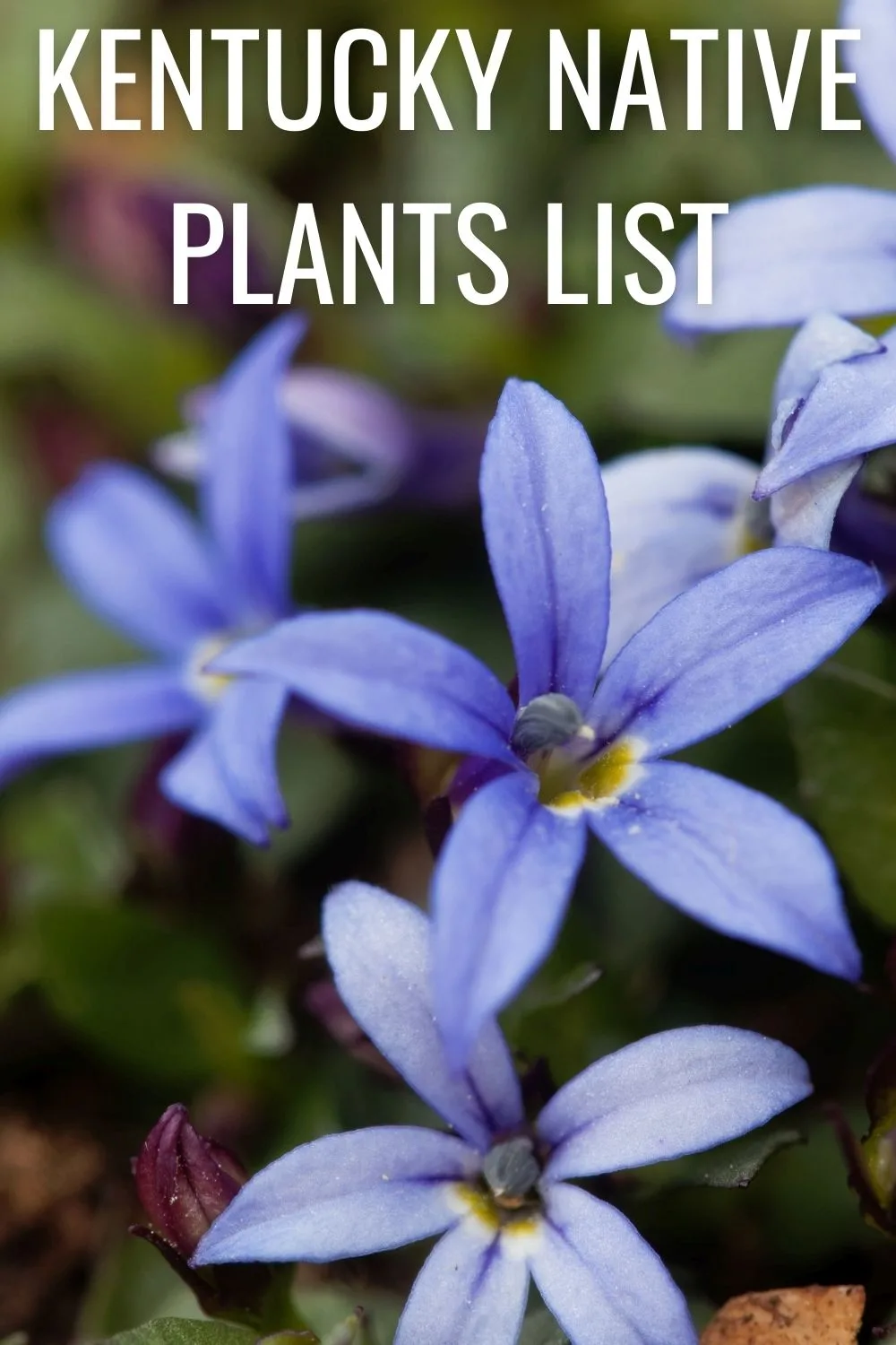Kentucky native plants list