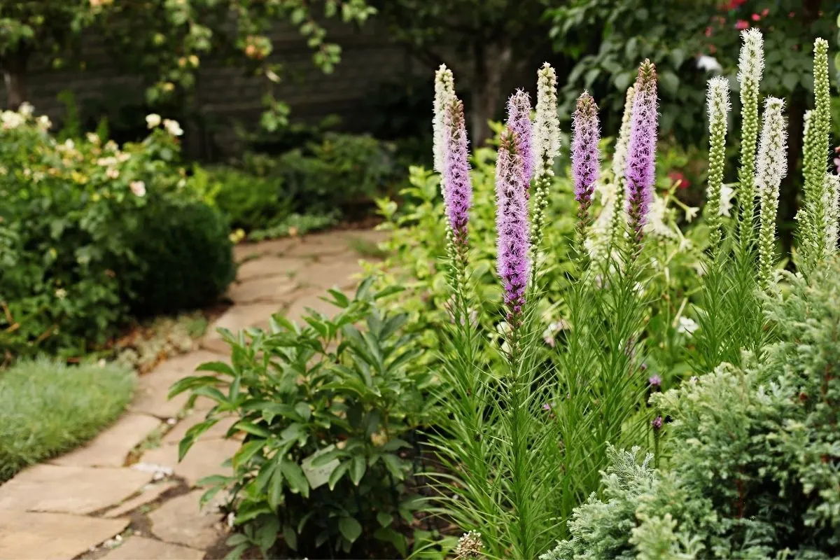 Liatris squarrosa