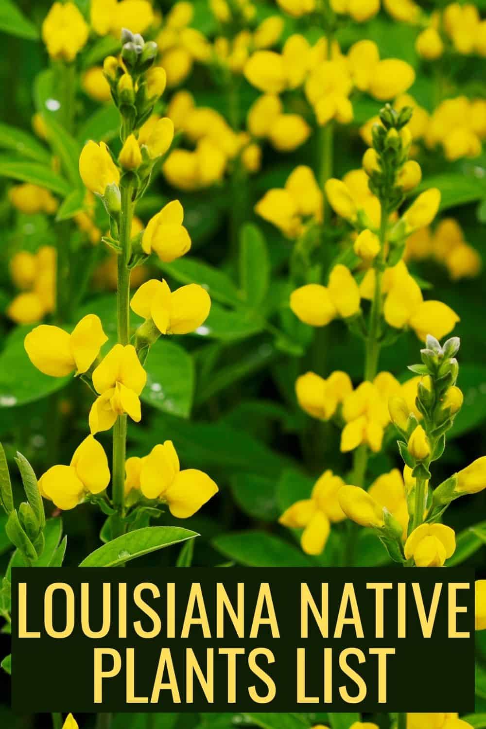 Louisiana native plants list