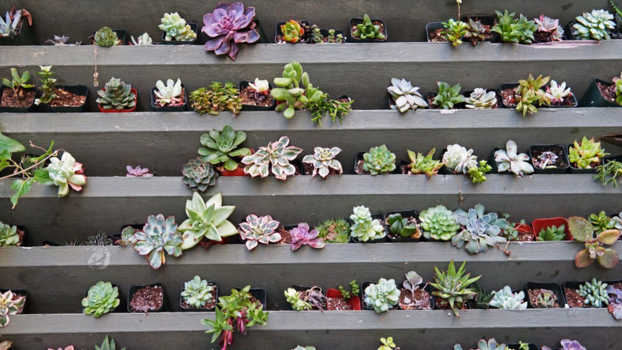 Plantation on variety of succulents on a wall with shelf, shelves forming lines and columns