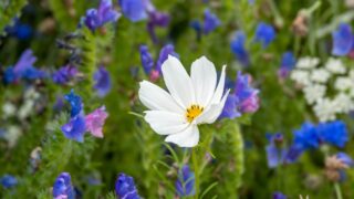 mixture of pretty white blue and pink wildflowers
