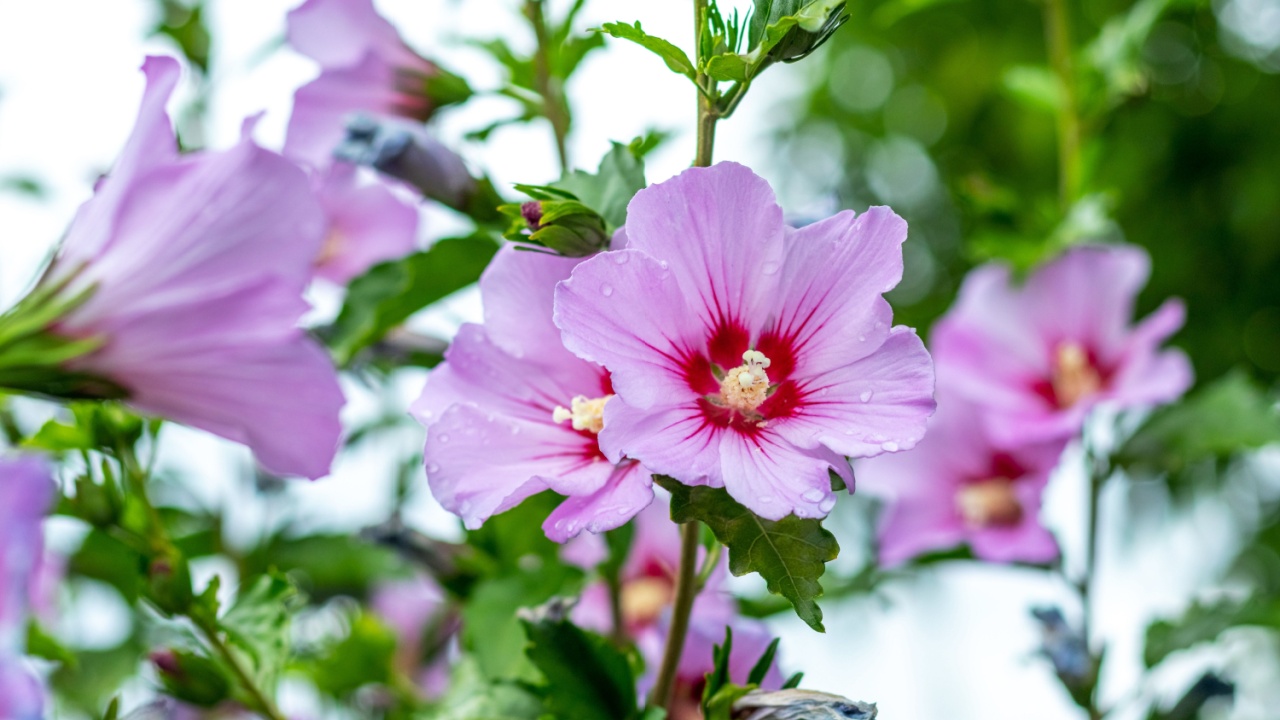 Pink hibiscus with raindrops on the bushes in the garden
