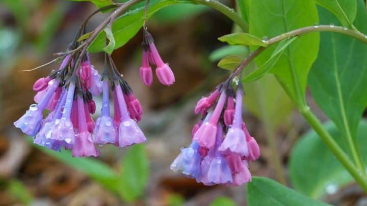 West Virginia Native Plants List: 19 Stunning Flowers for Your Landscape