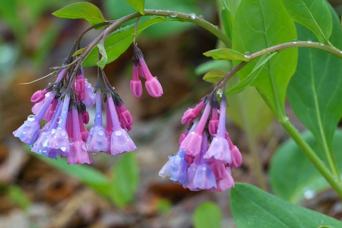 Virginia bluebells flowers