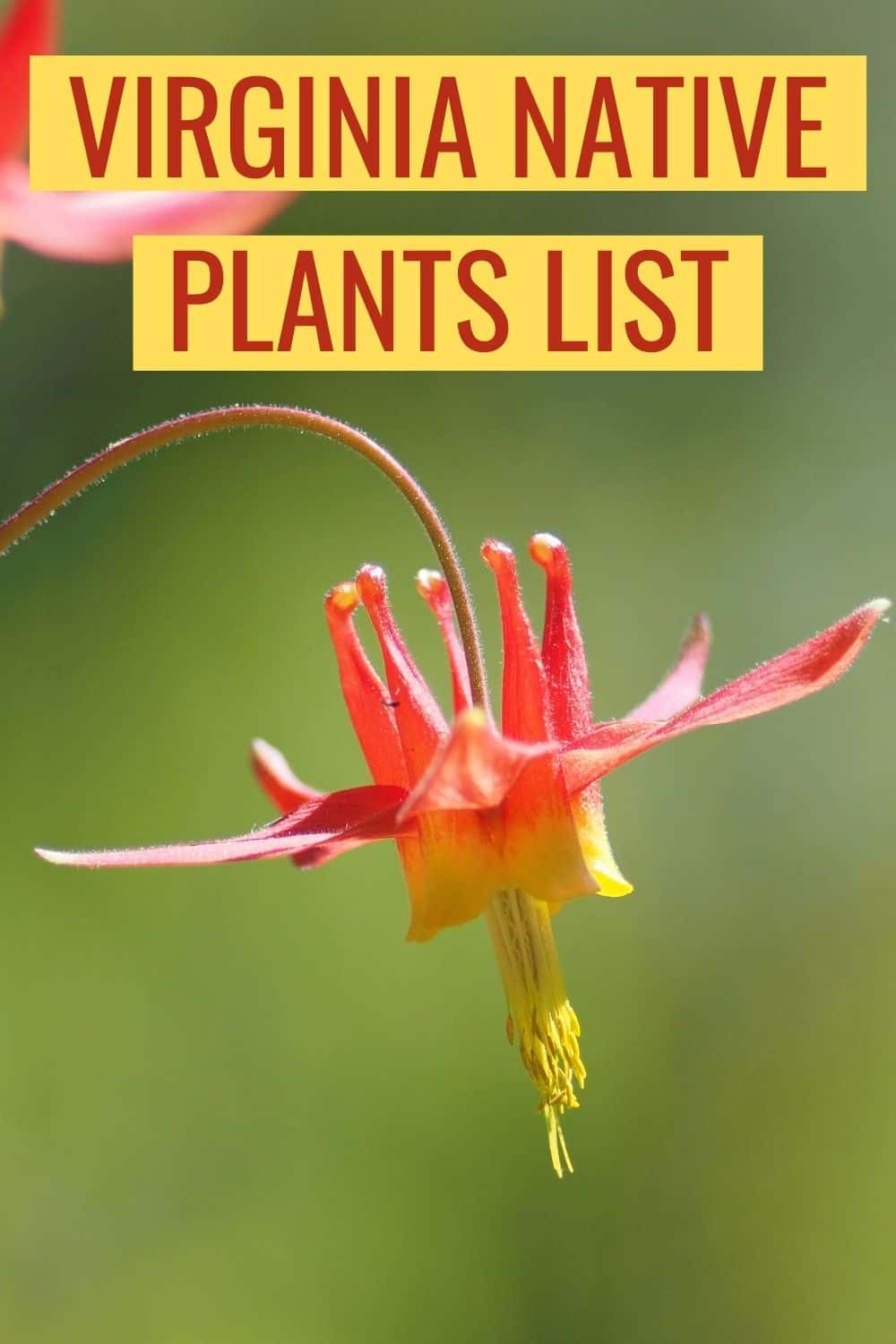 Virginia native plants list