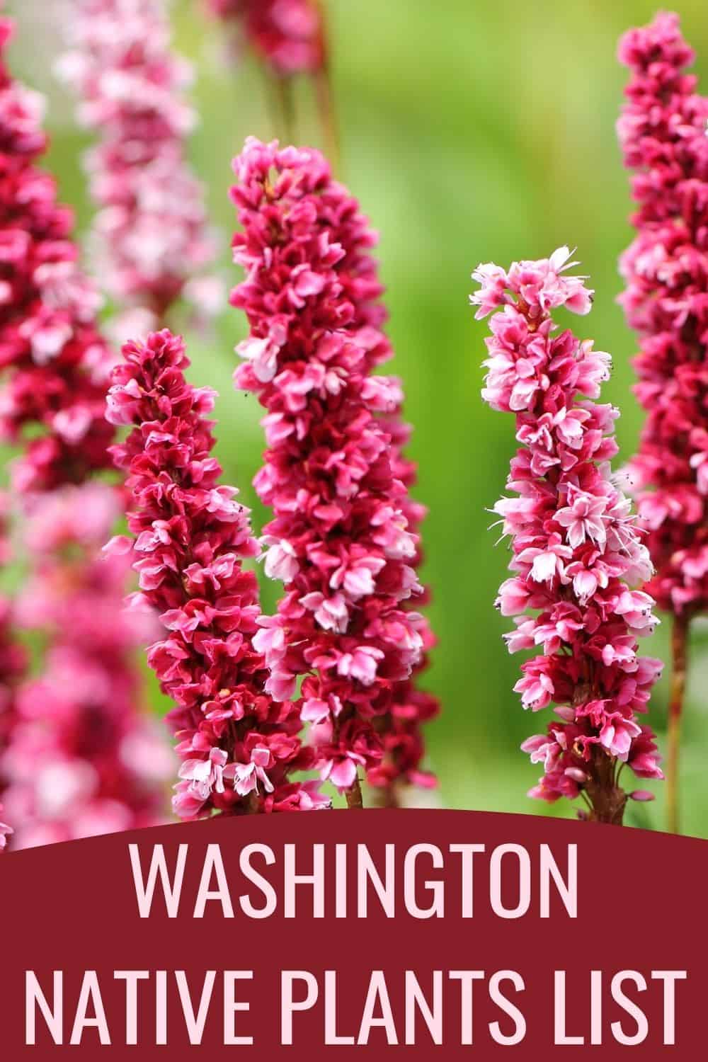 Washington native plants list