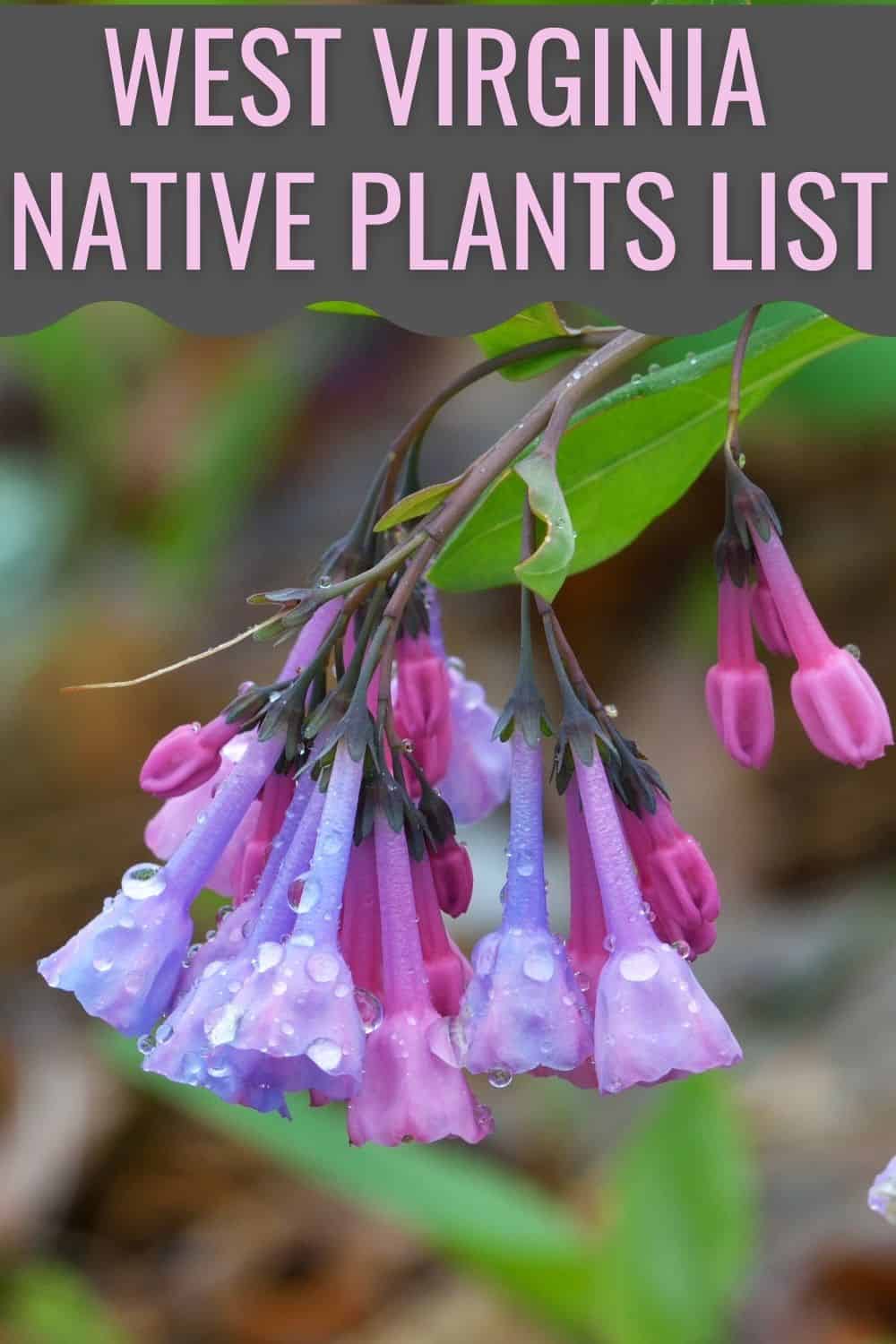 West Virginia native plants list