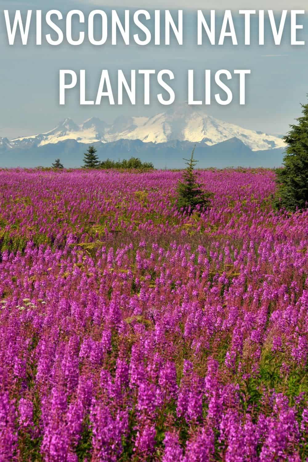 Wisconsin native plants list