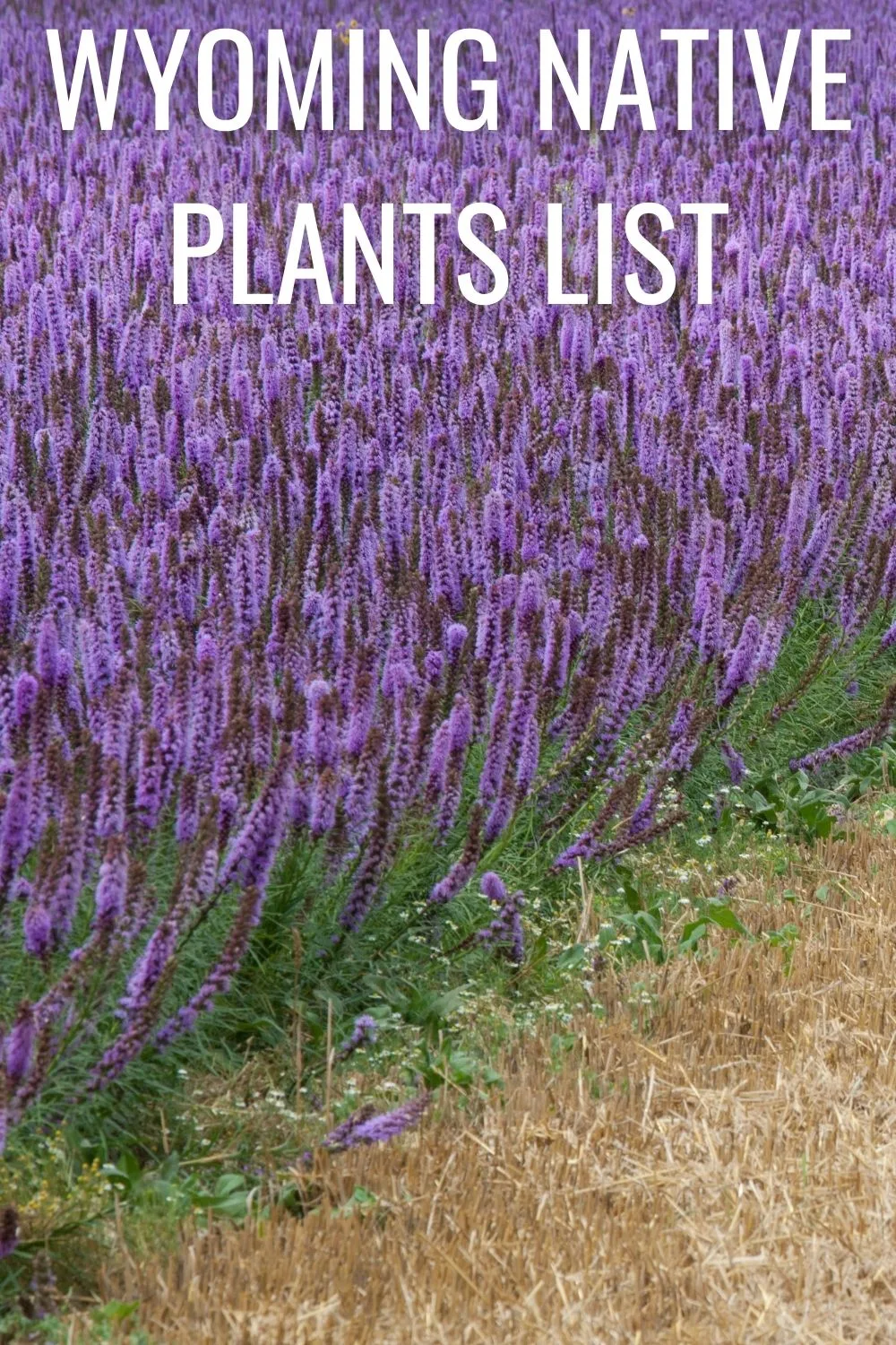 Wyoming native plants list