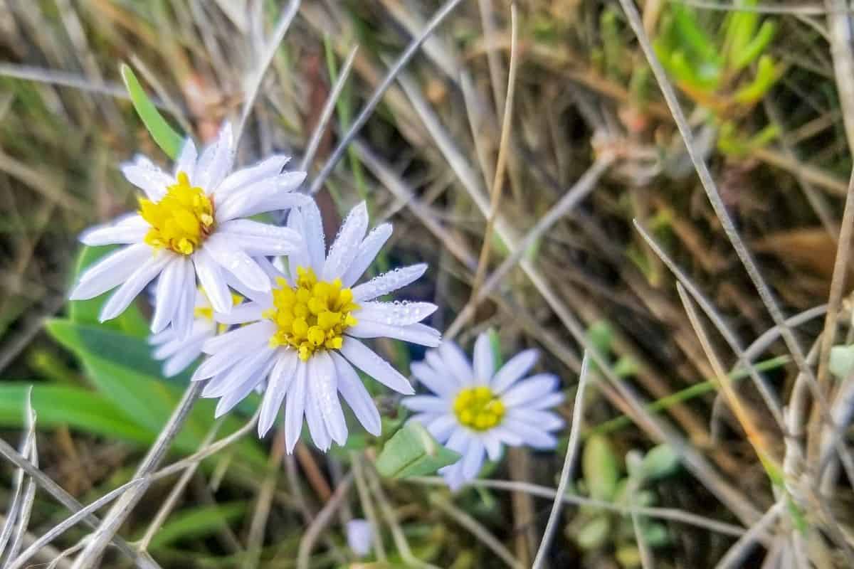 alkali marsh aster