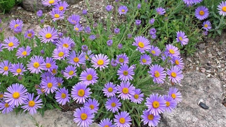 Alaska Native Plants List: 8 Cold Tolerant Flowers You’ll Love