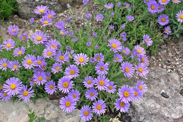 alpine aster