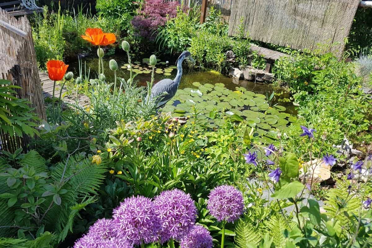 beautiful backyard pond