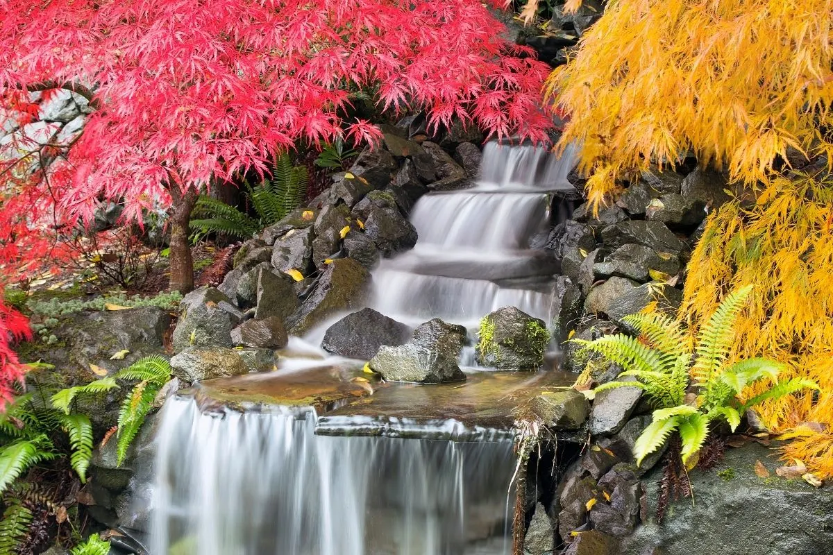 backyard waterfall surrounded by maple trees in the fall