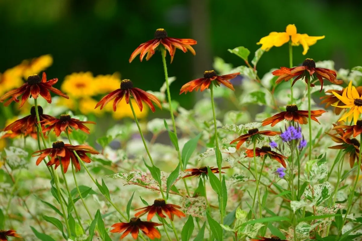 beautiful wild flowers