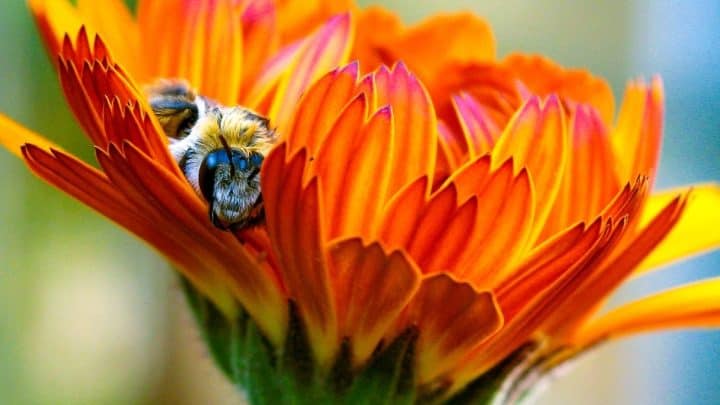 What Time Do Bees Wake Up? And Why You Should Care