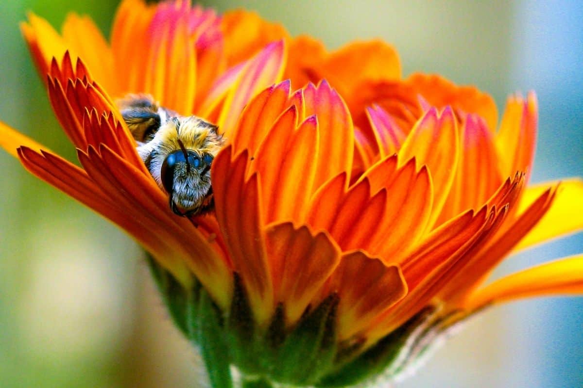 bee sleeping in a flower