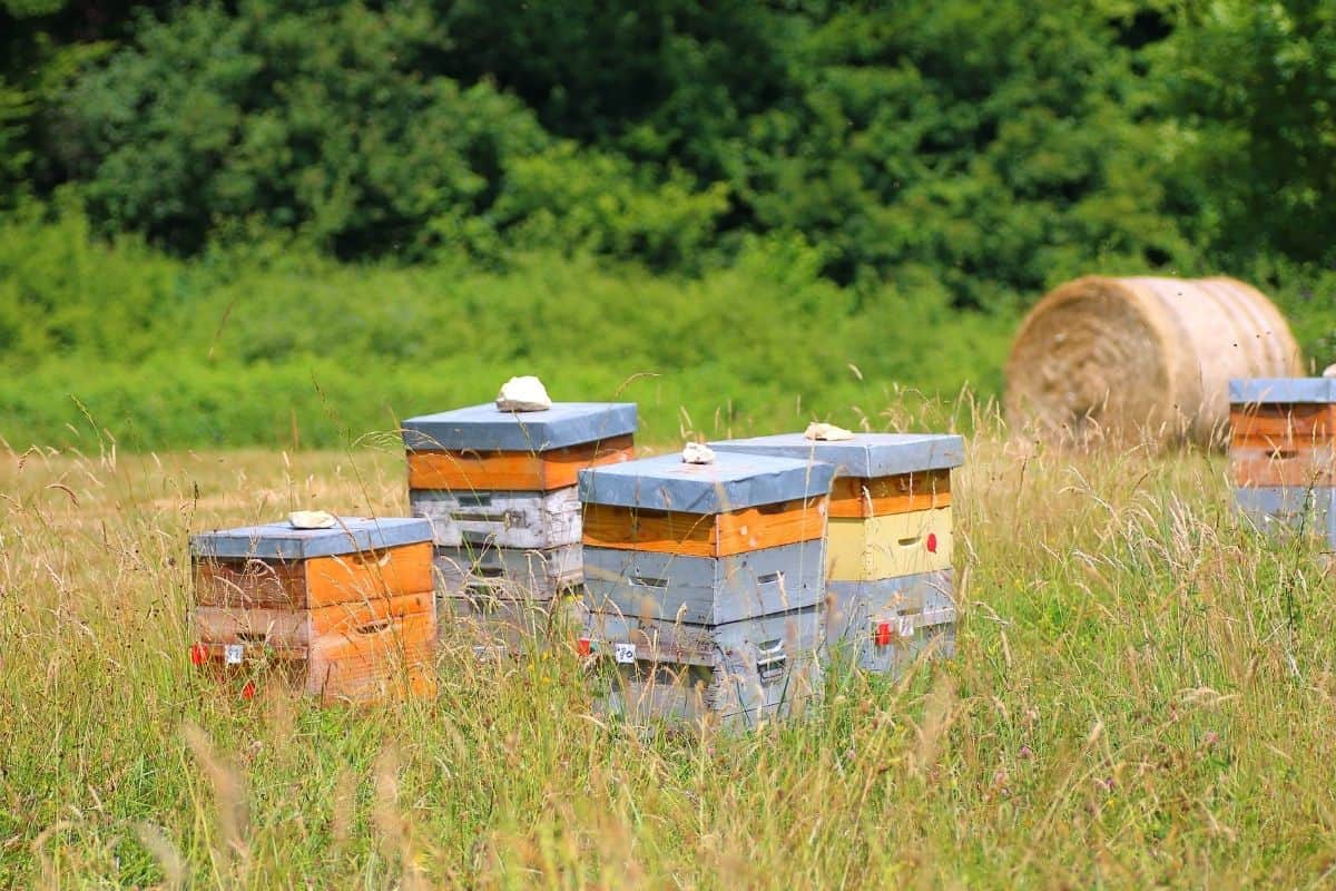beehives in an open field