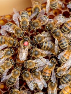 queen bee surrounded by bees on a honeycomb