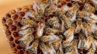queen bee surrounded by bees on a honeycomb