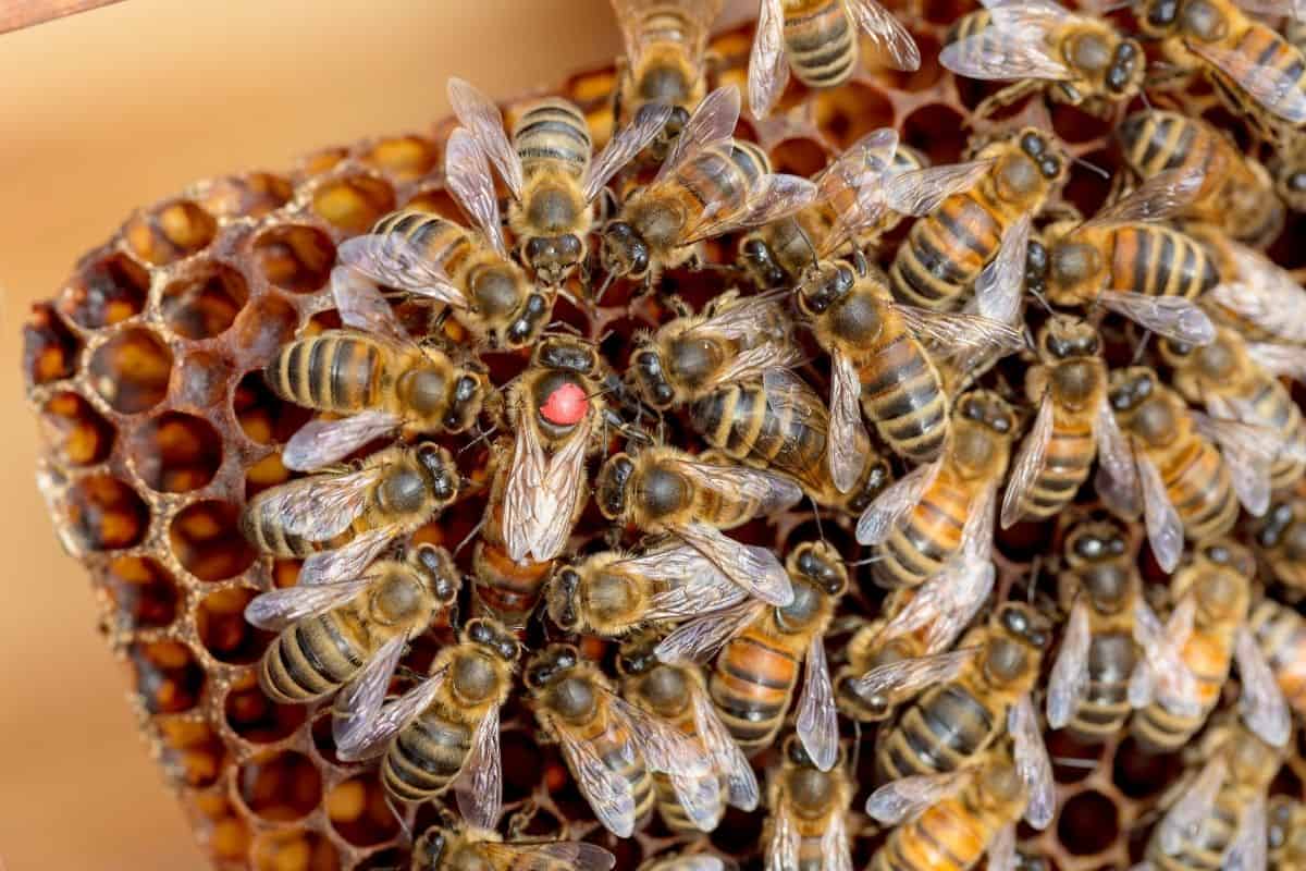 queen bee surrounded by bees on a honeycomb