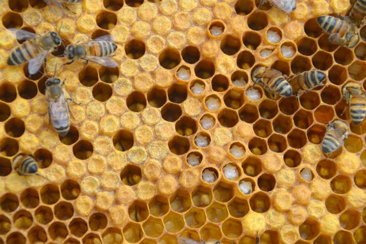 bees on a honeycomb