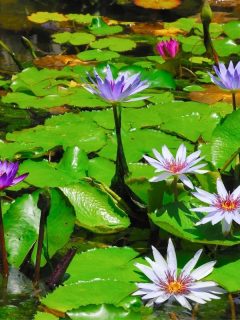 blooming water lilies