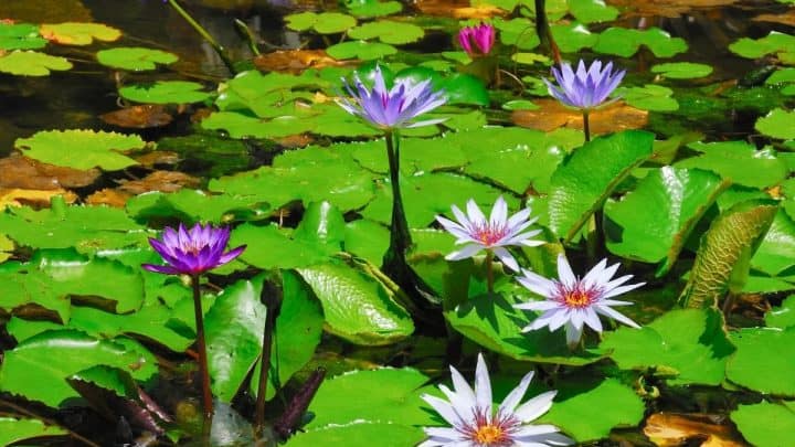 8 Peaceful Water Garden Ideas For Your Backyard