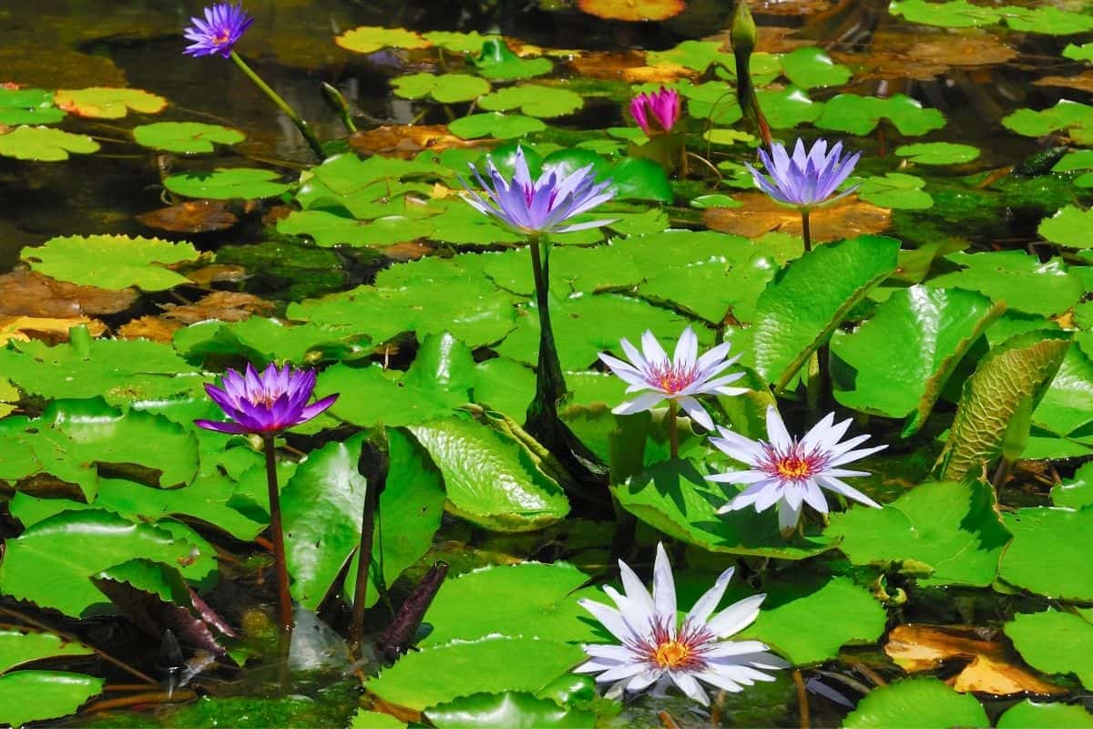 blooming water lilies