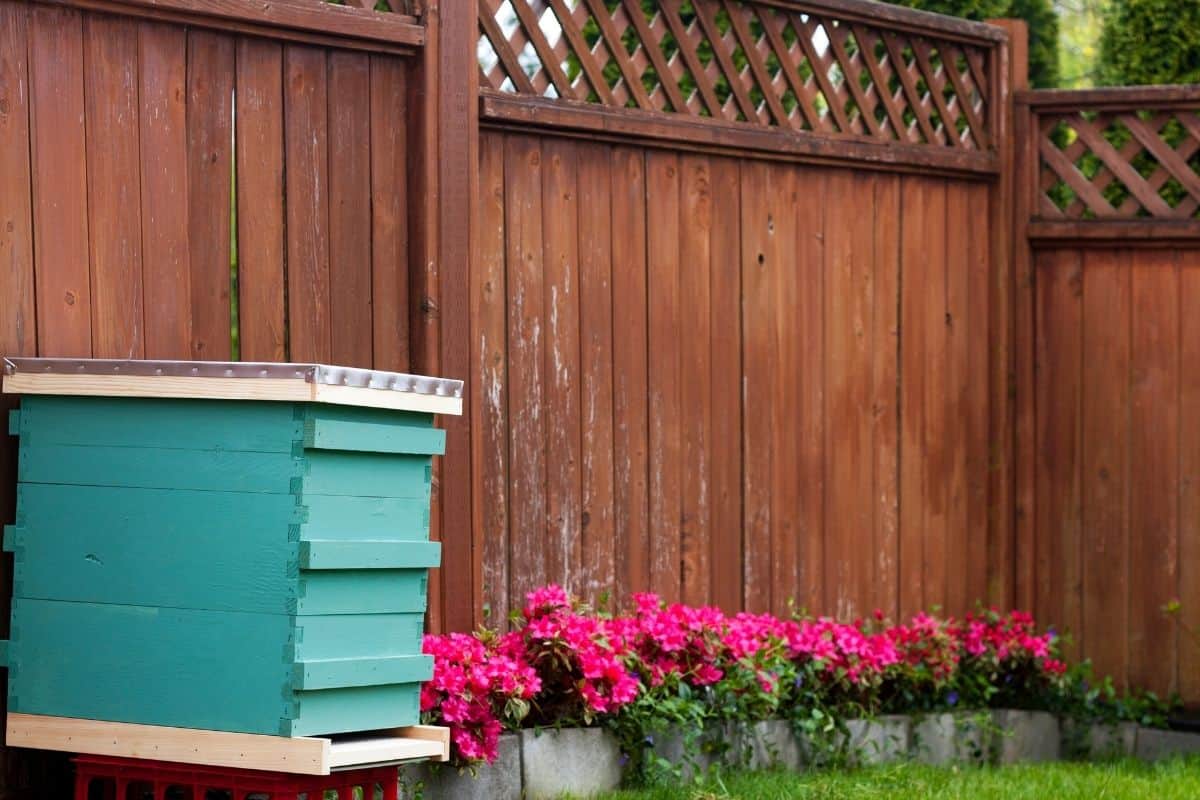 blue beehive in a small backyard